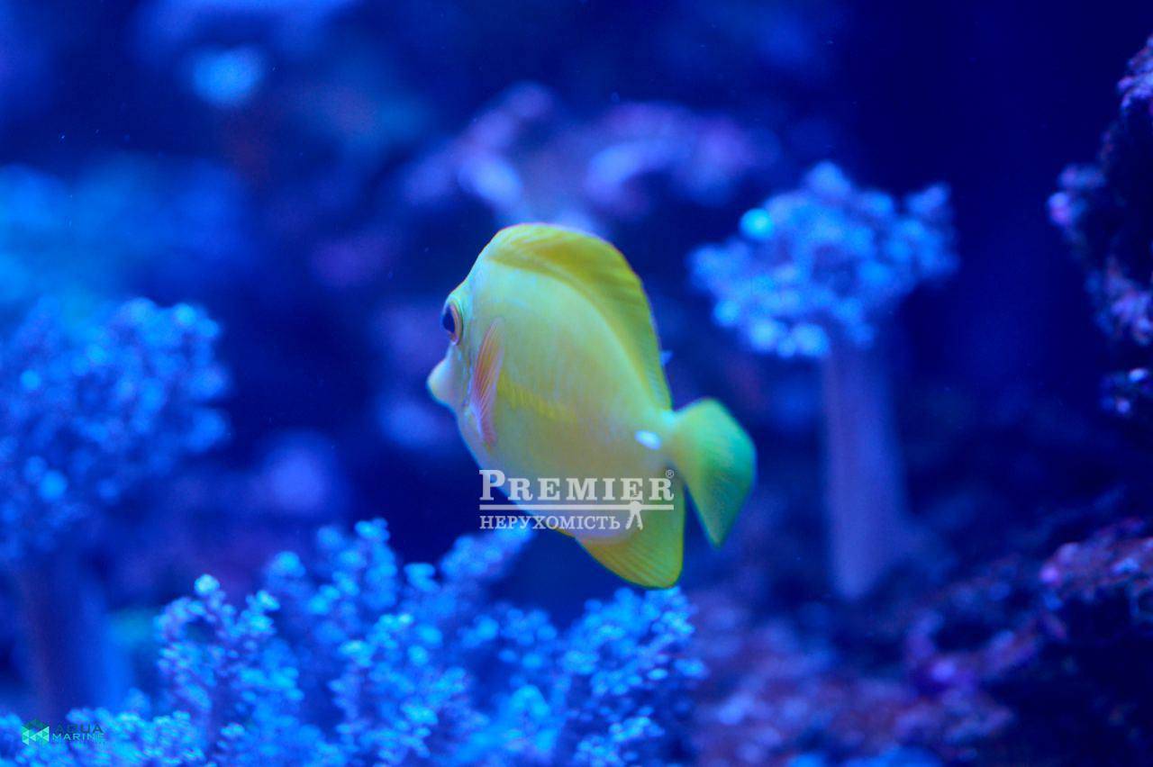 Продается 1-комн. квартира в новострое, Фонтанская дорога ул. , г.Одесса изображение 5