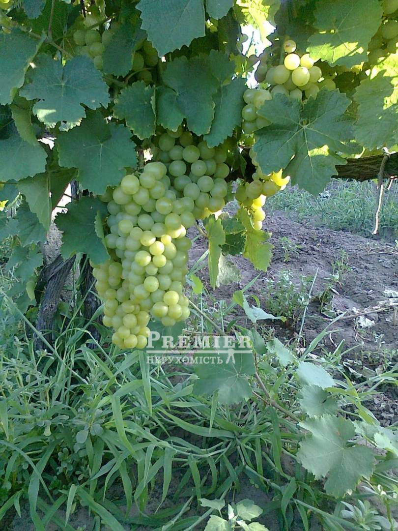 Продається Ділянка (сельхоз), масив 13, Шабський с/сов изображение 2