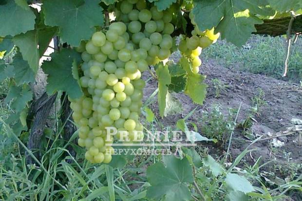 Фото об'єкта